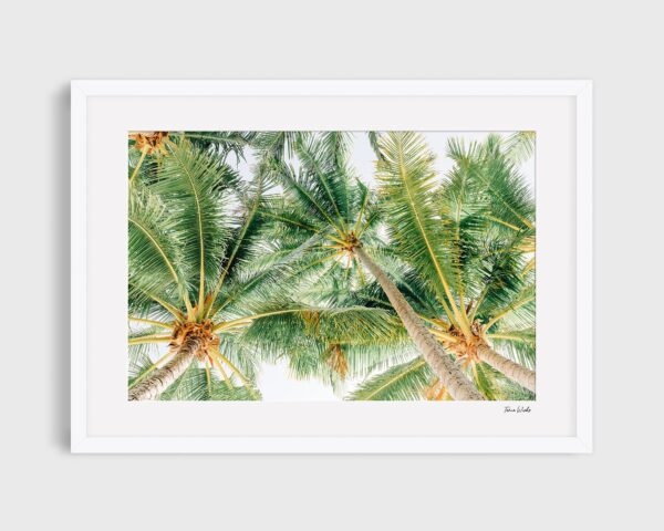 Canopy