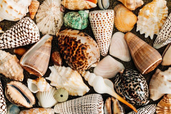 Sea Gems, 1000 Piece, shell Puzzle